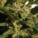 Red Dwarf Auto (Buddha Seeds) feminized