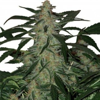 Deimos Auto (Buddha Seeds) feminized