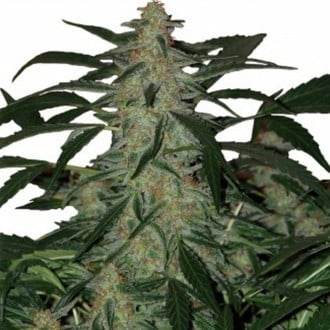 Deimos Auto (Buddha Seeds) feminized