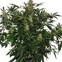 Deimos Auto (Buddha Seeds) feminized