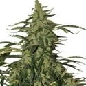 Deimos (Buddha Seeds) feminized