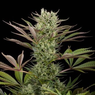 Deep Cheese (Dinafem) feminized