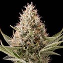 Dinamex (Dinafem) feminized