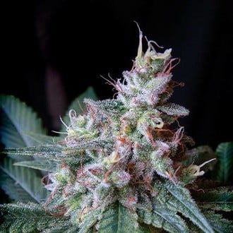 Cream Caramel - F1 Fast Version (Sweet Seeds) feminized