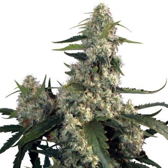 Quasar (Buddha Seeds) feminized