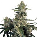 Quasar (Buddha Seeds) feminized