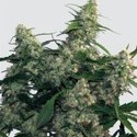 Quasar (Buddha Seeds) feminized