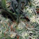 Quasar (Buddha Seeds) feminized