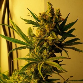 CBD Shark Shock (CBD Crew) feminized