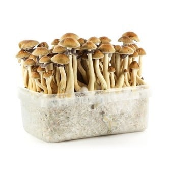 100% Mycelium Kit 'Panama' (Supa Gro)