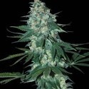 El Alquimista (Samsara Seeds) feminized