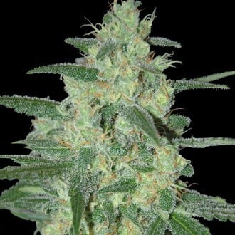 Holy Grail 69 (Samsara Seeds) feminized