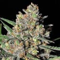 Green Love Potion (Samsara Seeds) feminized