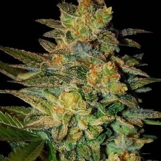 Spiritual Punk (Samsara Seeds) feminized