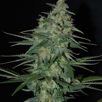 Sweet Black Angel (Samsara Seeds) feminized