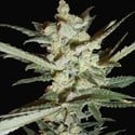 Supersonic Cristal Storm Automatic (Samsara Seeds) feminized