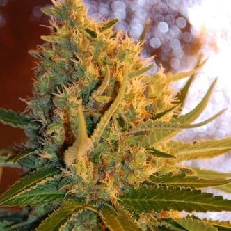 Shot Adrenaline Automatic (Samsara Seeds) feminized