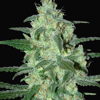 Thunder Bloody Mary Automatic (Samsara Seeds) feminized