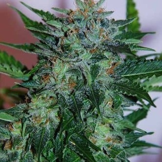 Flash Babylon (Samsara Seeds) feminized