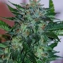 Flash Babylon Auto (Samsara Seeds) feminized