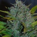 Ultraviolet Automatic (Samsara Seeds) feminized