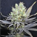 CBD Nordle (CBD Crew) feminized