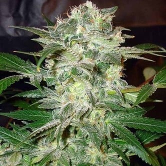 Mazar Kush (World Of Seeds) feminized