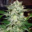 Mazar Kush (World Of Seeds) feminized