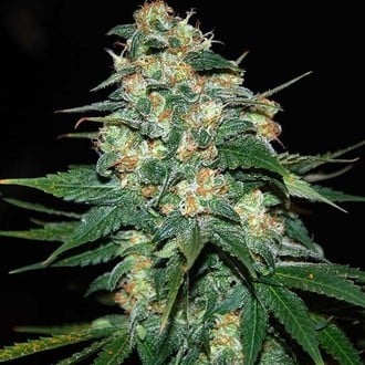 Skunk 47 (World Of Seeds) feminized
