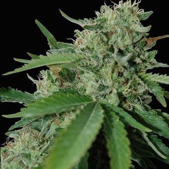 Yumbolt 47 (World Of Seeds) feminized