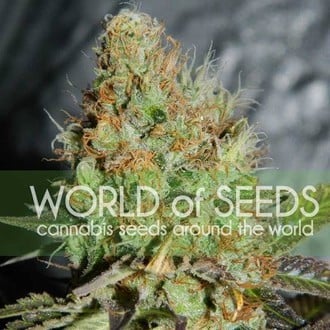 Afghan Kush Special (World Of Seeds) feminized