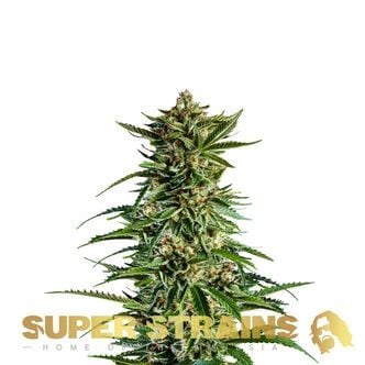 7th Wave (Super Strains) feminized