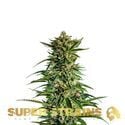 7th Wave (Super Strains) feminized