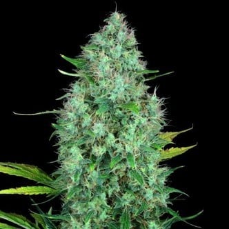 Serious 6 (Serious Seeds) feminized