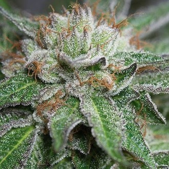 Bubba Kush (Humboldt Seed Organization) feminized