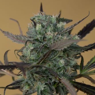 ChemDawg (Humboldt Seed Organization) feminized