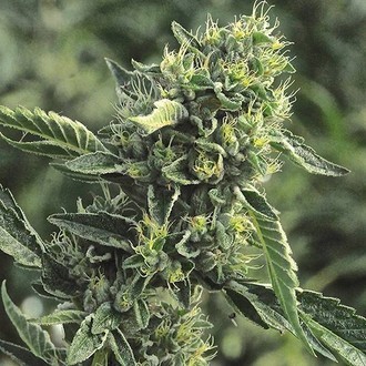 OG Kush (Humboldt Seed Organization) feminized