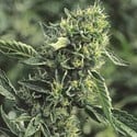 OG Kush (Humboldt Seed Organization) feminized