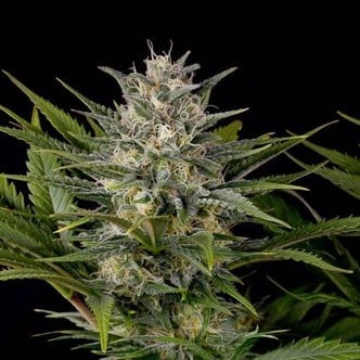 Pineapple Skunk (Humboldt Seeds) feminized