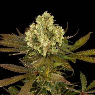 Sour Blueberry (Humboldt Seeds) feminized