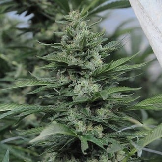 Sour Diesel 2 (Humboldt Seed Organization) feminized