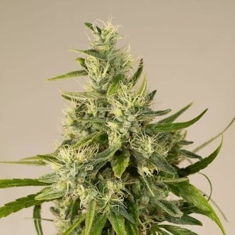 Trainwreck (Humboldt Seeds) feminized