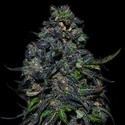 Taison Auto (VIP Seeds) feminized