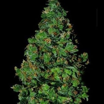 Membrana Hiper Auto (VIP Seeds) feminized