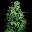 Northern Delights Auto (VIP Seeds) feminized