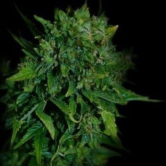 VIP Auto (VIP Seeds) feminized