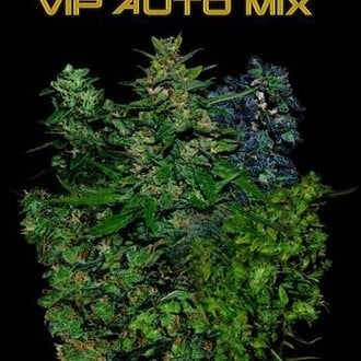 VIP Auto Mix (VIP Seeds) feminized