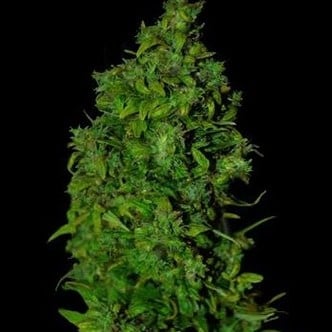 VIP Dwarf Auto (VIP Seeds) feminized