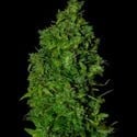 VIP Dwarf Auto (VIP Seeds) feminized