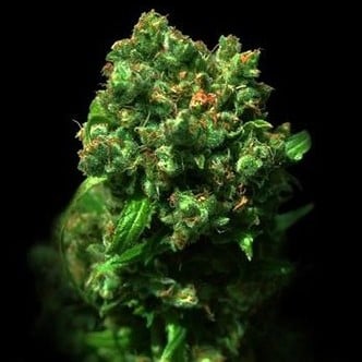 Cheese (VIP Seeds) feminized